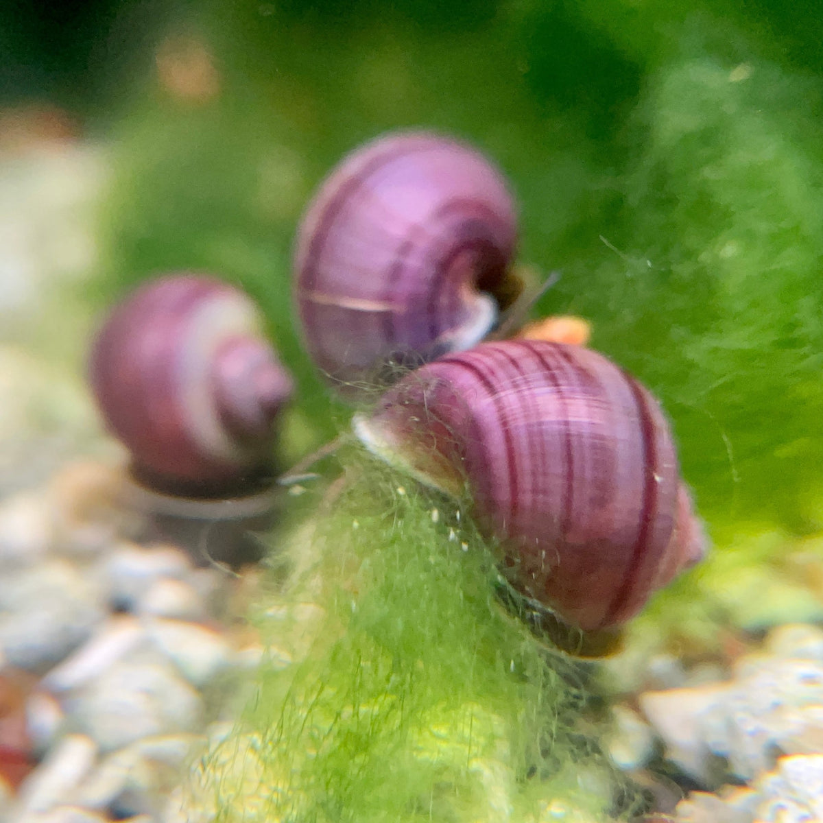 How To Breed Mystery Snails: Tips And Tricks! – Canada Guppies