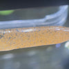 Why Baby Brine Shrimp Are Essential for Healthy Guppies