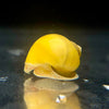 Gold Mystery Snails