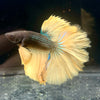 Betta #2 Mustard Gas HM