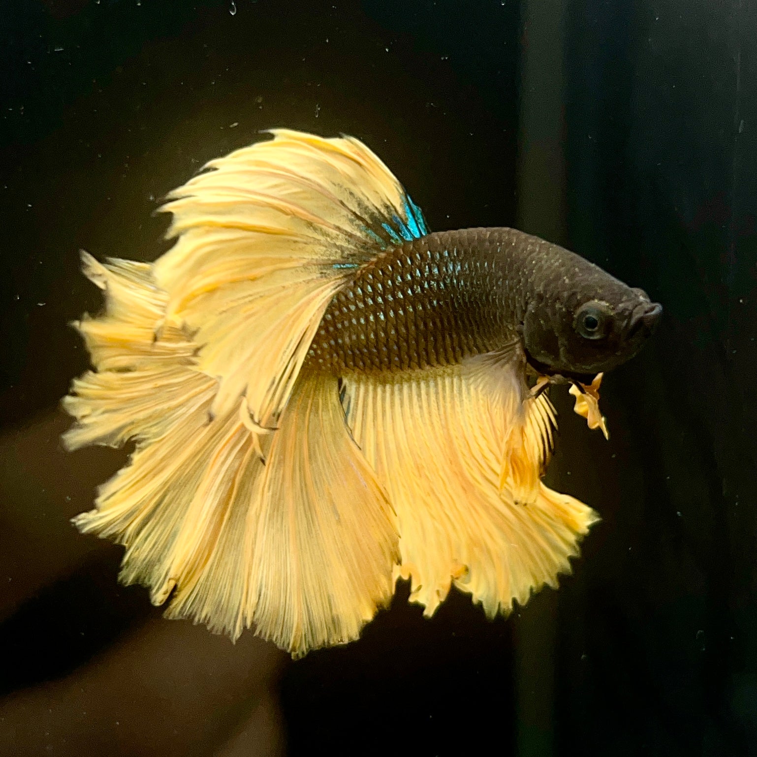 Betta #2 Mustard Gas HM