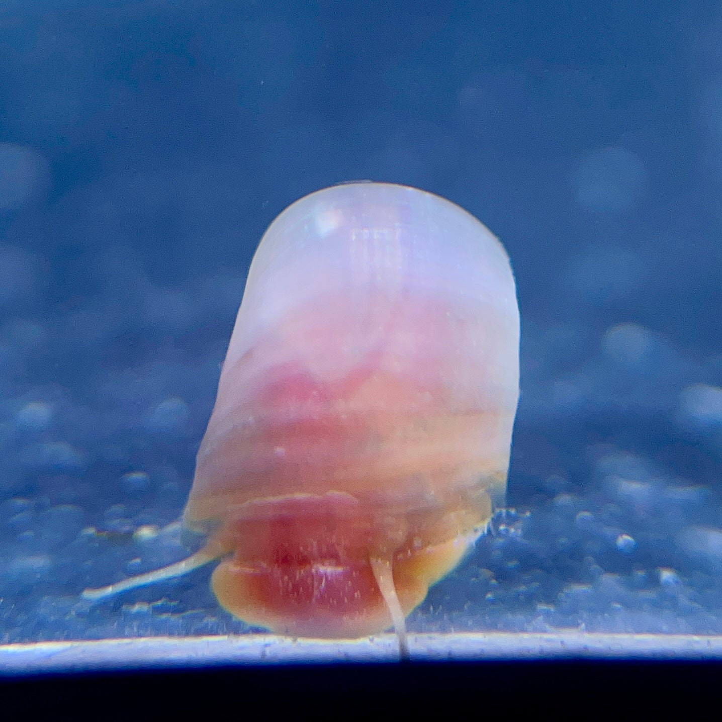 Pink Ramshorn Snail