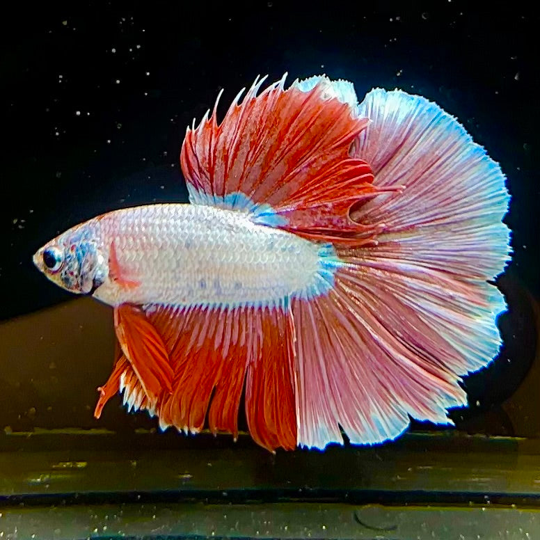 Betta #1 Red Dragon HM