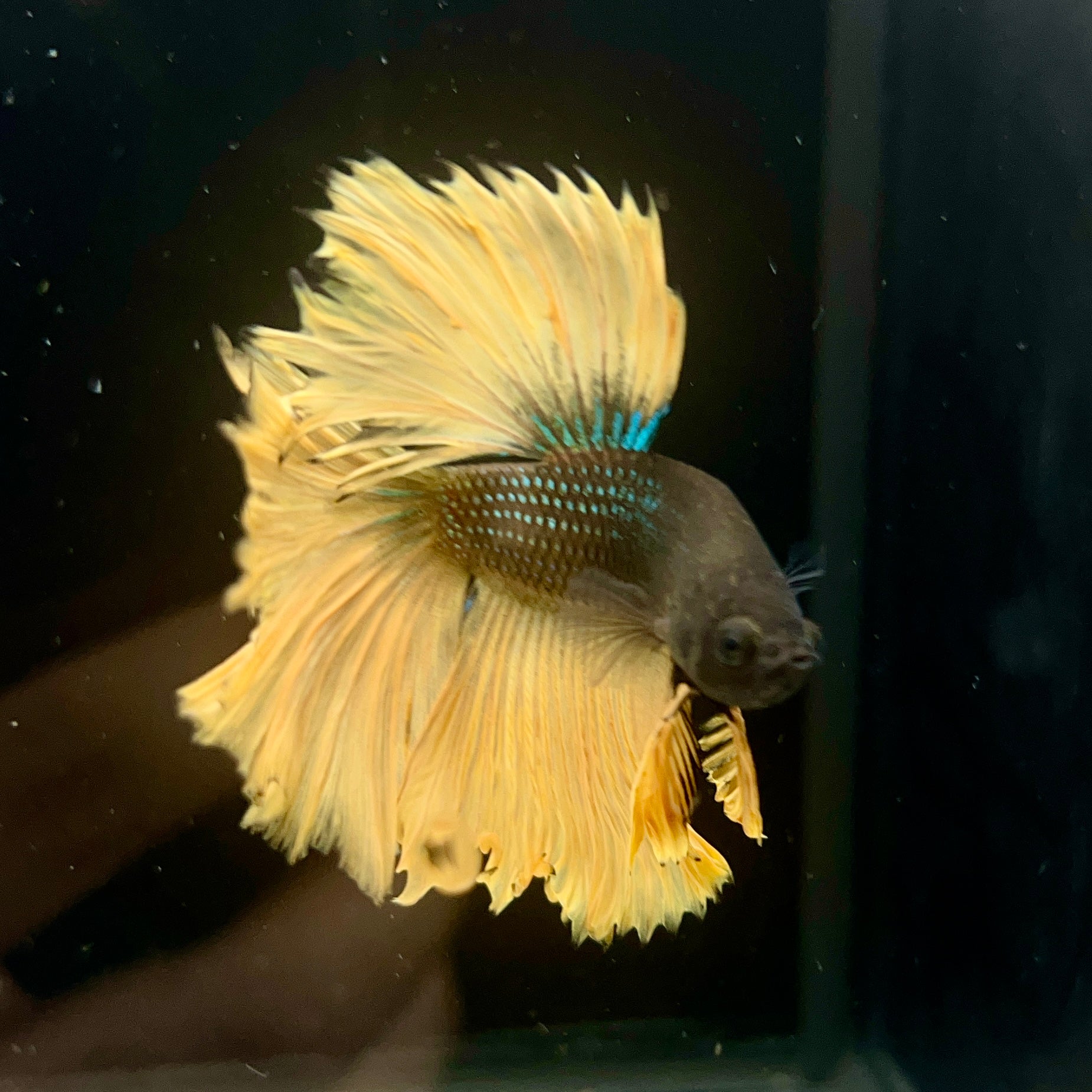 Betta #2 Mustard Gas HM