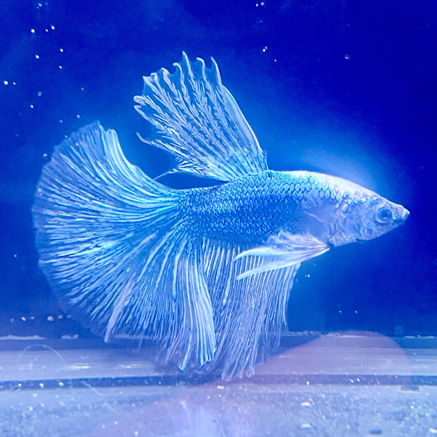 Betta #3 Blue/White Dragon Scale HM