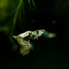 Tigre roi cobra Guppies