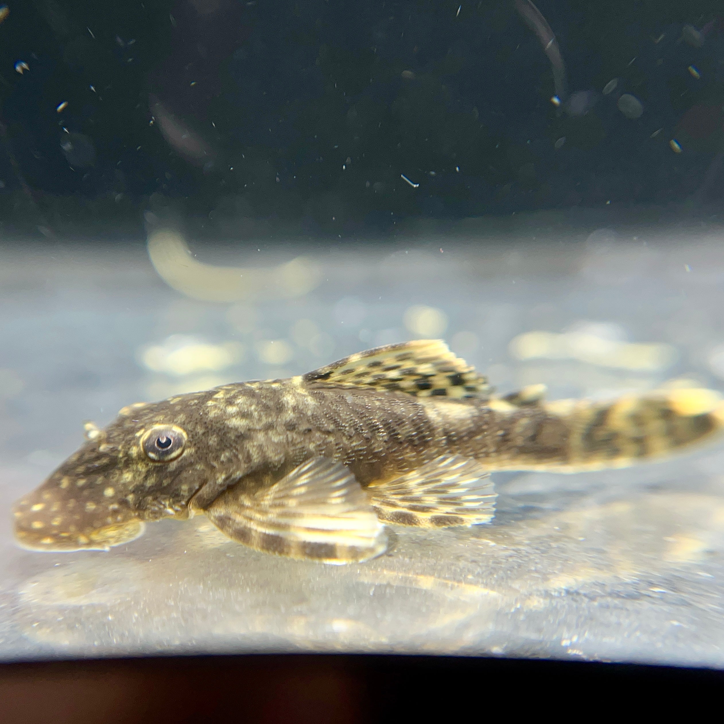 Bristlenose Pleco