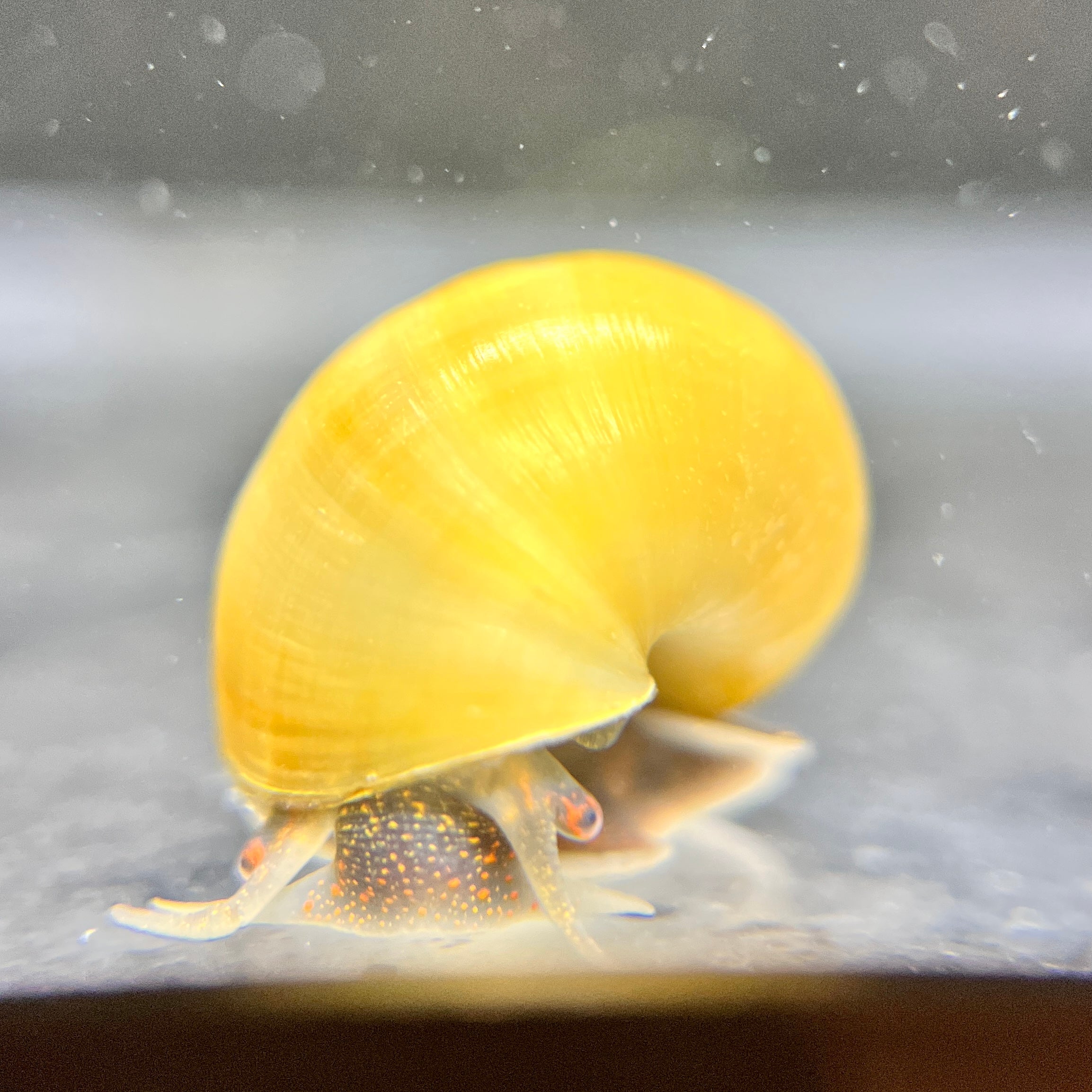 Jade Mystery Snail