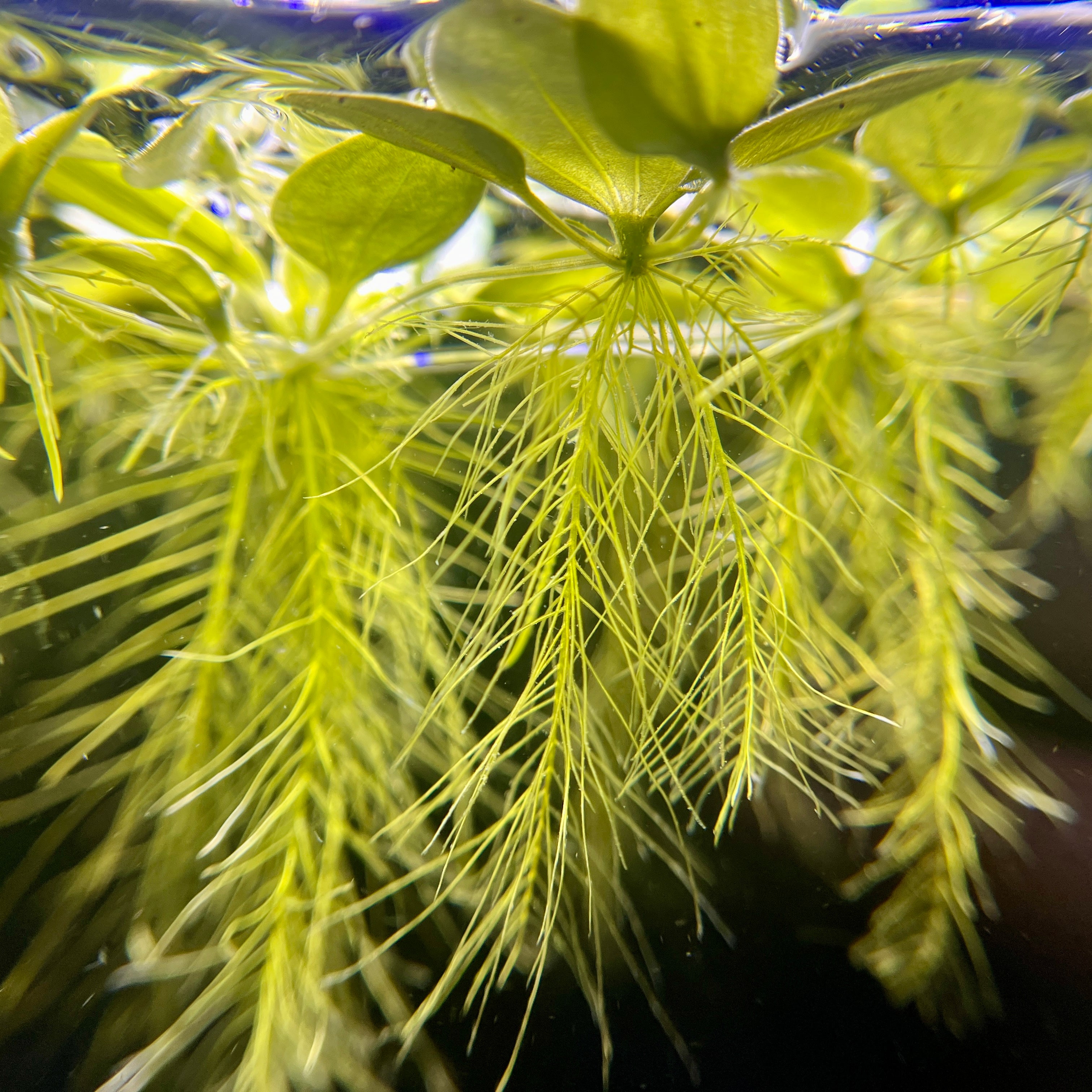 Dwarf Water Lettuce