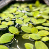 Dwarf Water Lettuce