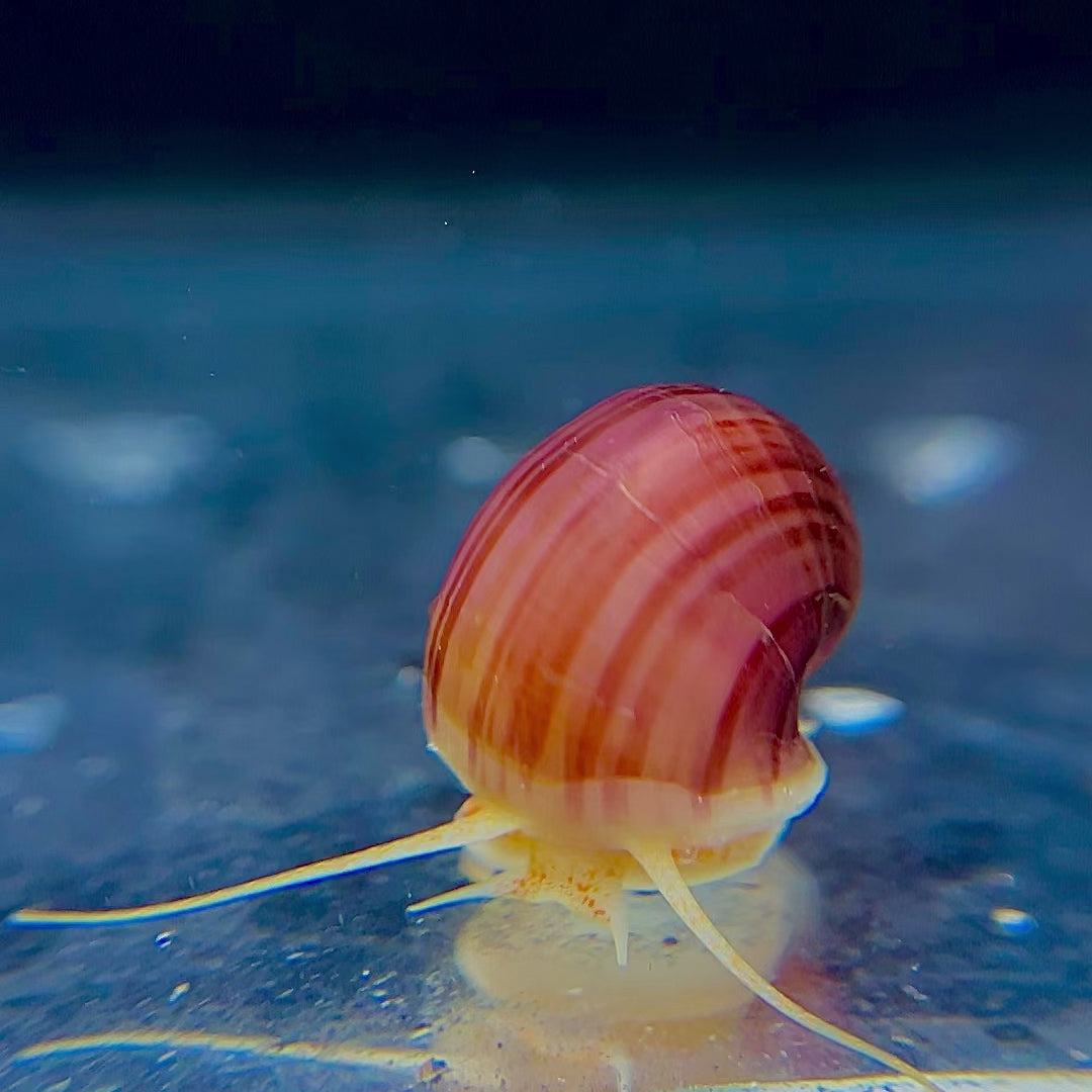 Magenta Mystery Snail