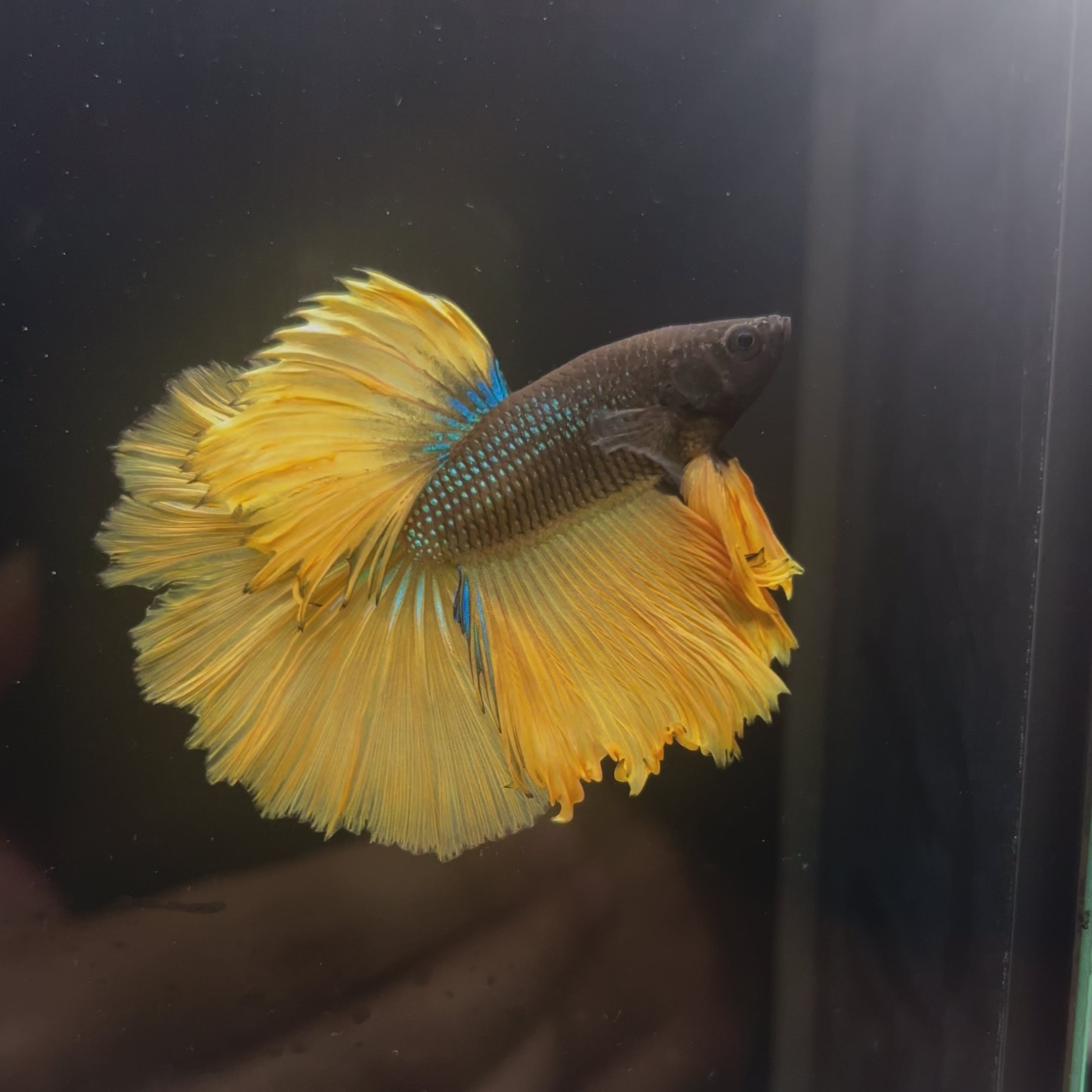 Betta #2 Mustard Gas HM