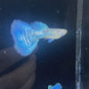 Load and play video in Gallery viewer, Blue Grass Guppies