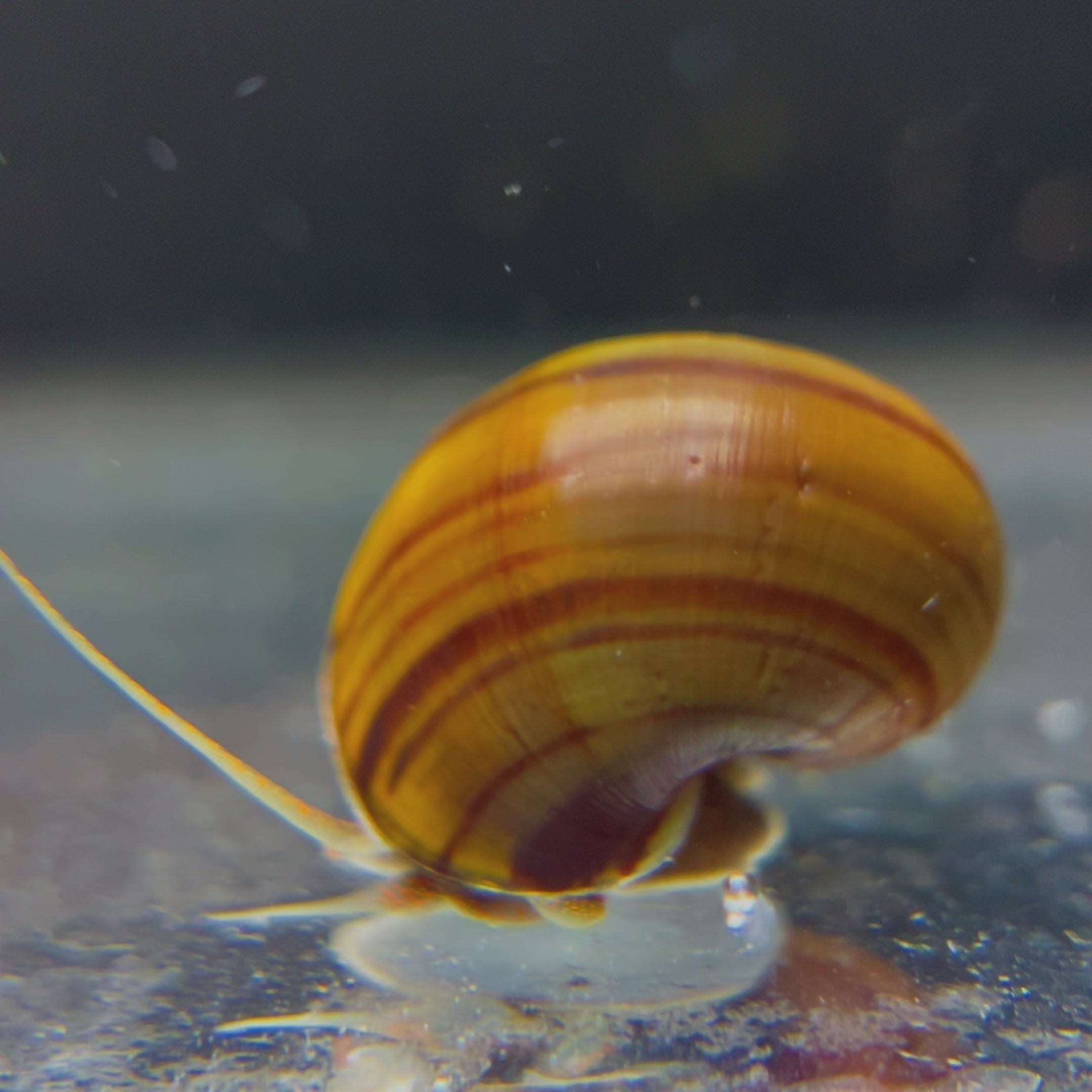 Cinnamon Mystery Snails