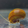 Load and play video in Gallery viewer, Cinnamon Mystery Snails