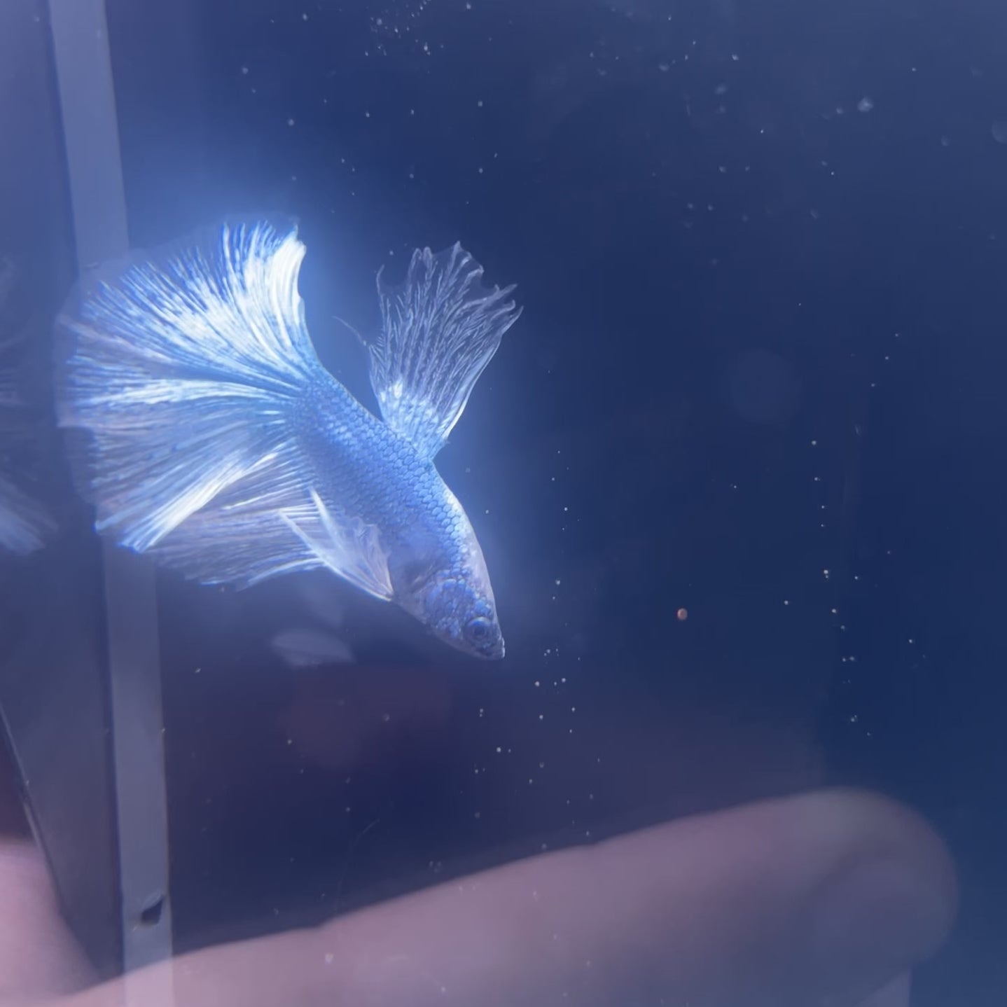 Betta #3 Blue/White Dragon Scale HM