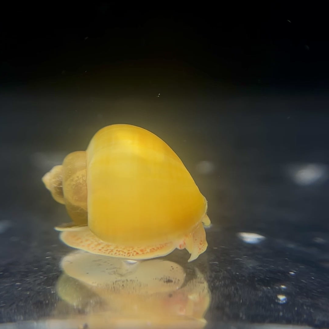 Gold Mystery Snails