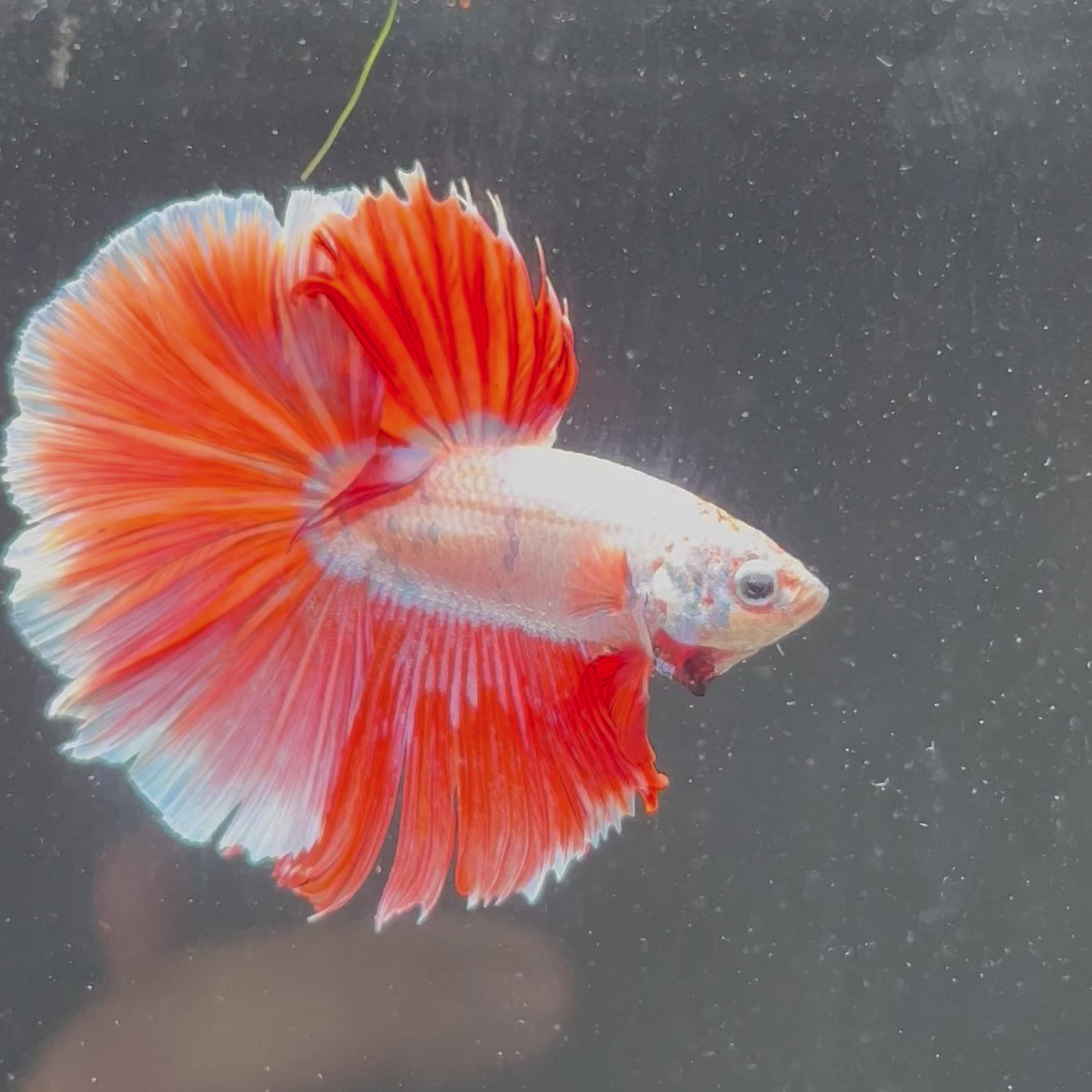 Betta #1 Red Dragon HM