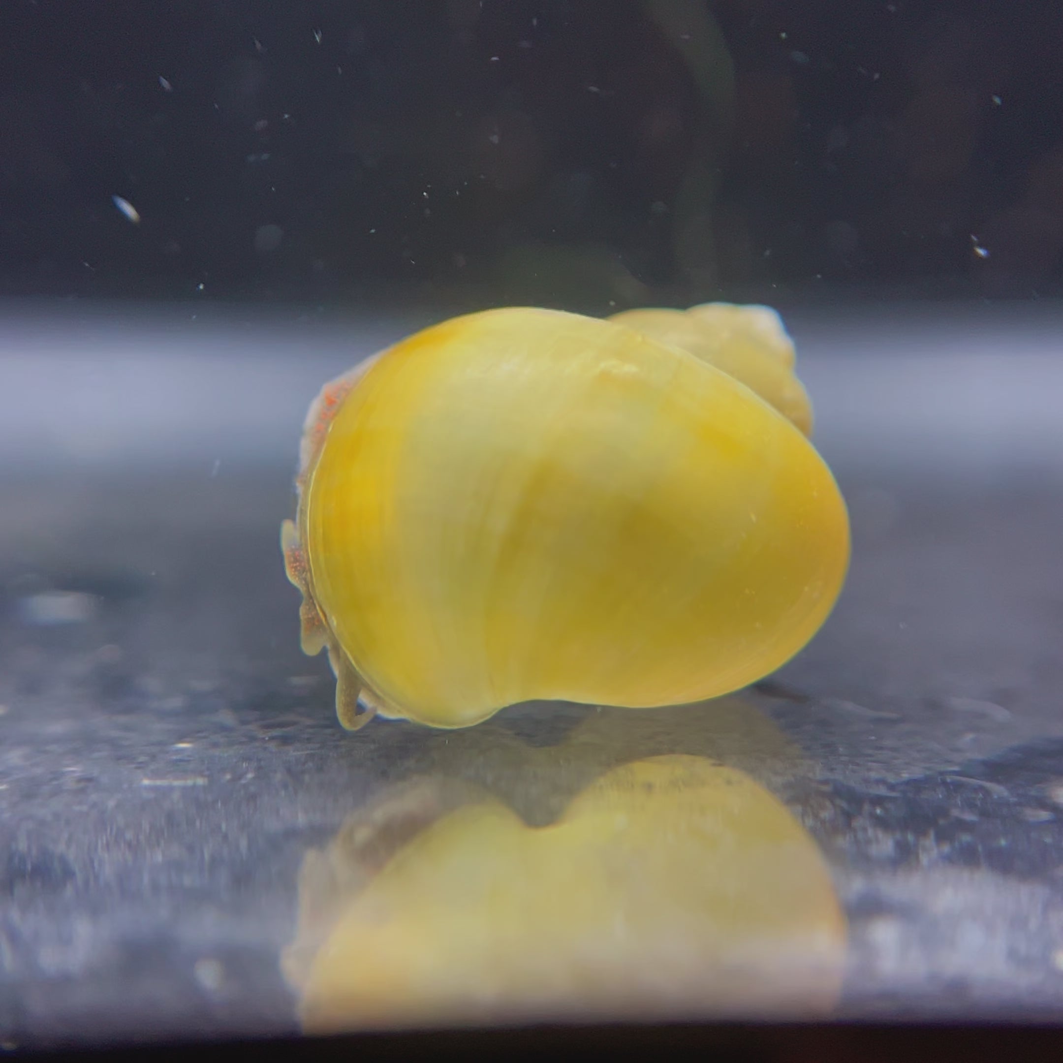 Jade Mystery Snail