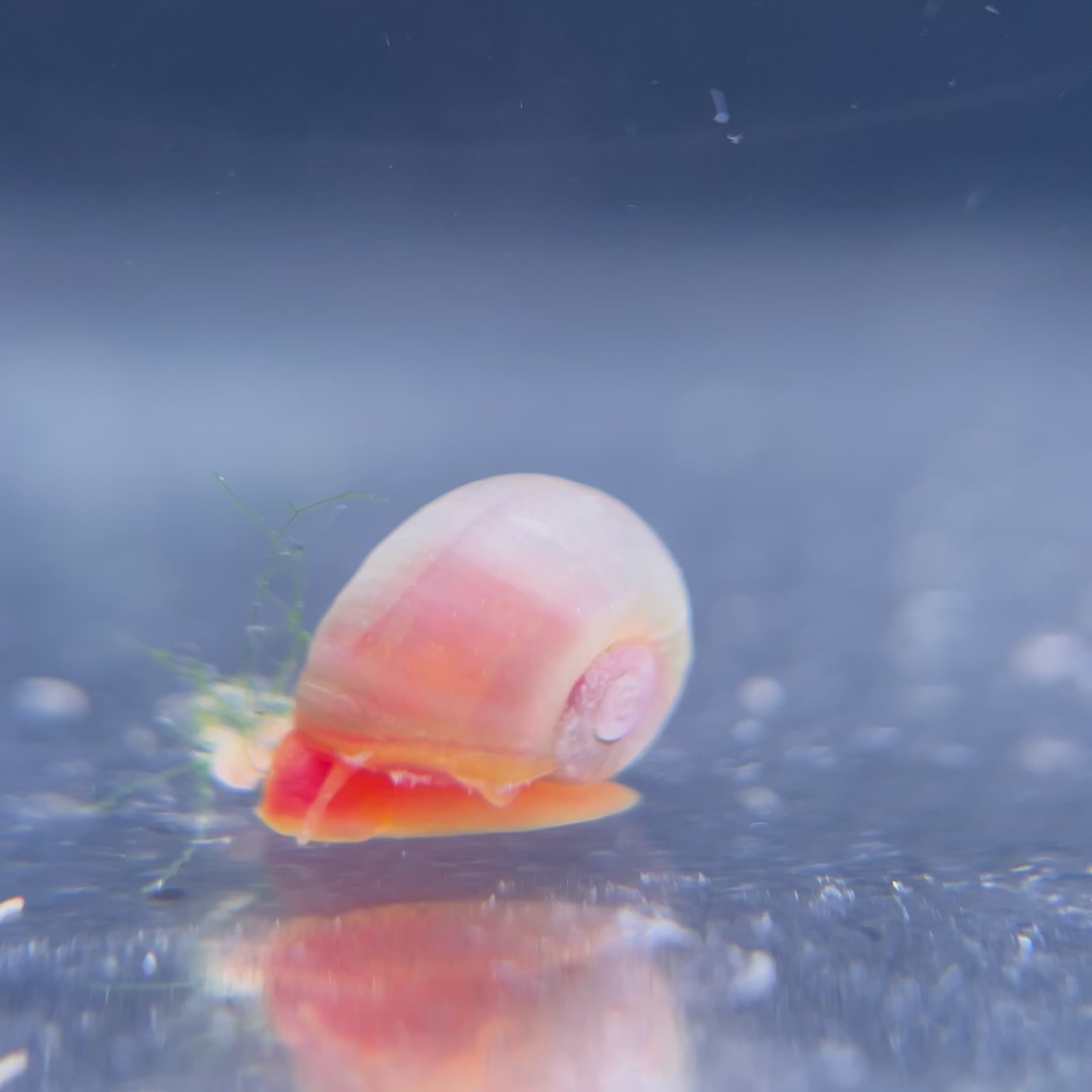 Pink Ramshorn Snail