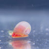 Load and play video in Gallery viewer, Pink Ramshorn Snail