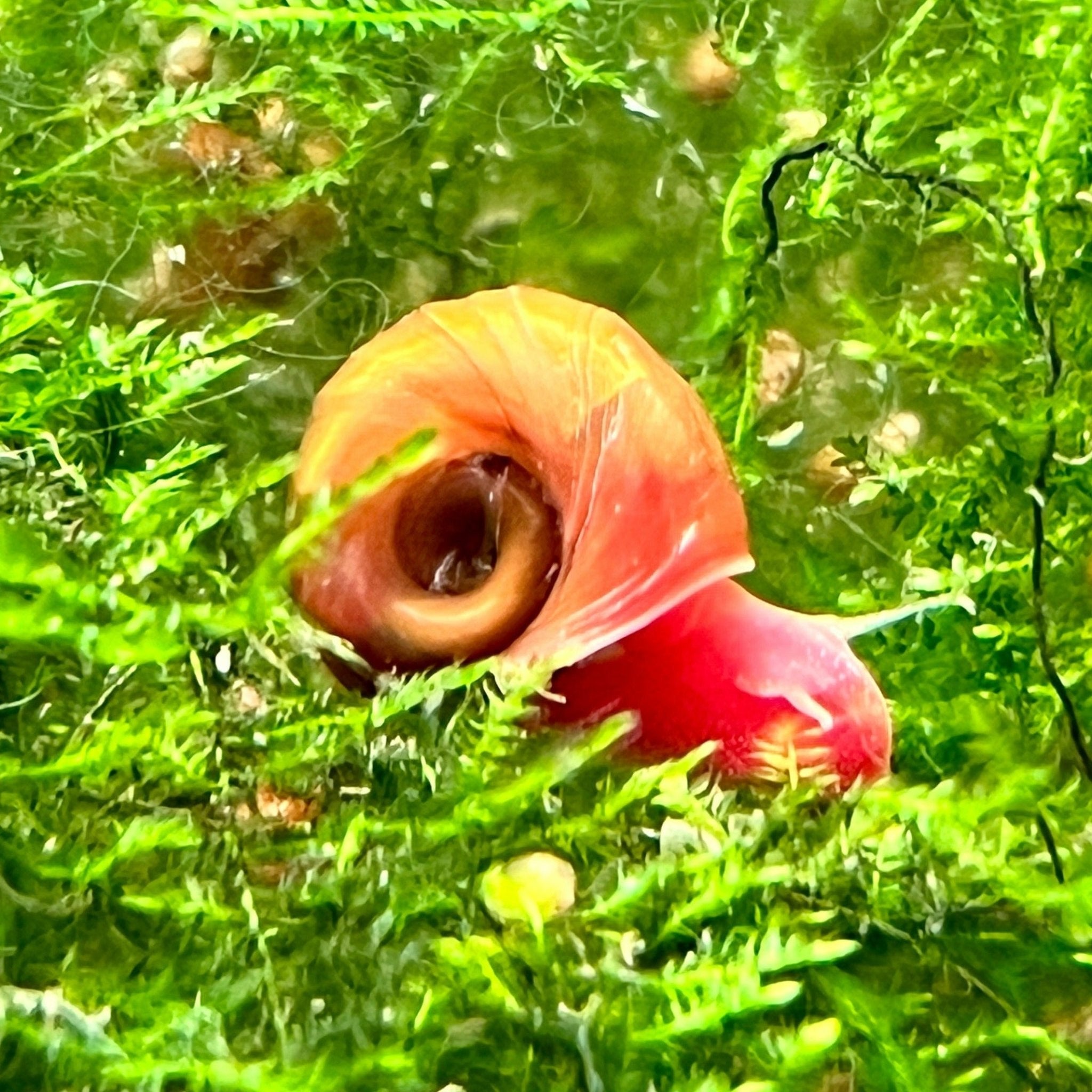 Bright Red Ramshorn Snails - Aquatic Arts
